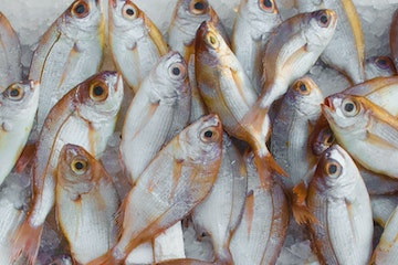 Prevenir contaminación del pescado